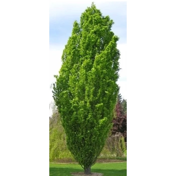DĄB FASTIGIATA kolumnowy szczepiony - sadzonki 50 / 80 cm